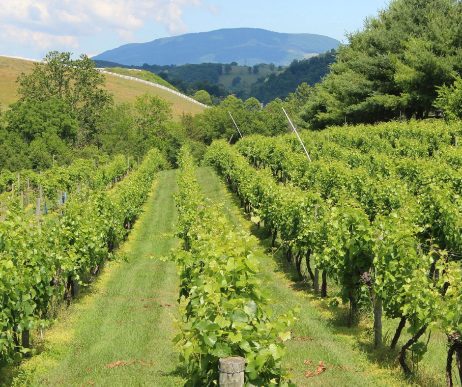 Vincent's Vineyard in Lebanon, VA